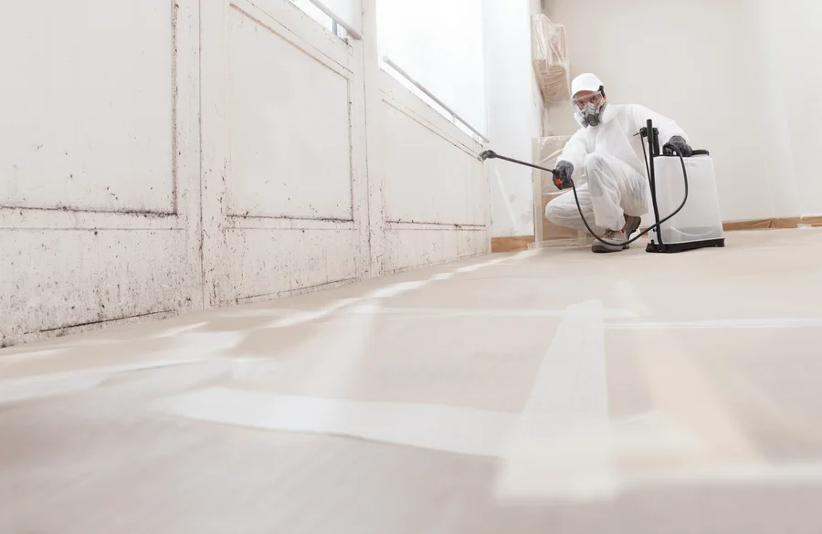 Mold remediation service: A professional worker spraying products to remove mold